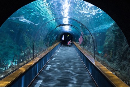 Plan Your Visit: St. Louis Aquarium at Union Station Tickets & Hours for 2025