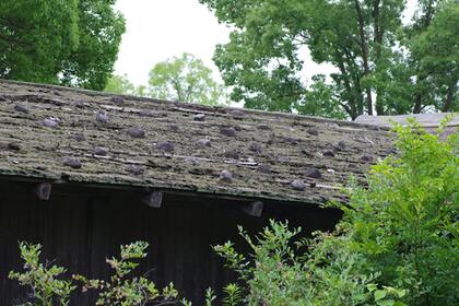 image of a wood roof with vegetation debris and growth